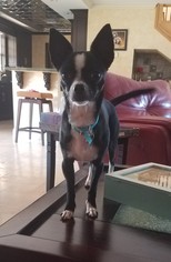 Medium Photo #1 Chihuahua Puppy For Sale in Deerfield Beach, FL, USA