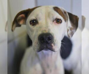American Staffordshire Terrier-Unknown Mix Dogs for adoption in San Antonio, TX, USA