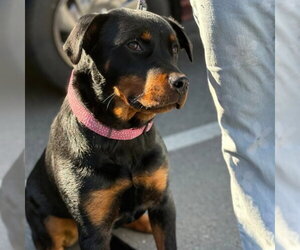 Rottweiler-Unknown Mix Dogs for adoption in Alameda, CA, USA
