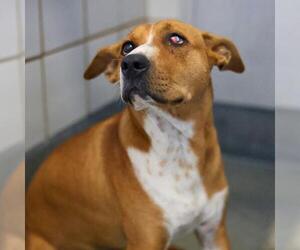 American Staffordshire Terrier Dogs for adoption in San Antonio, TX, USA