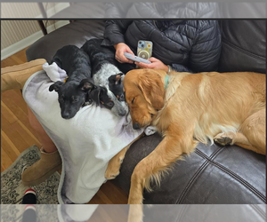 Mutt Dogs for adoption in Sandy, UT, USA