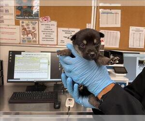 Mutt Dogs for adoption in San Bernardino, CA, USA