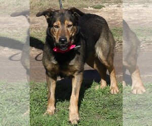 Small Collie-German Shepherd Dog Mix