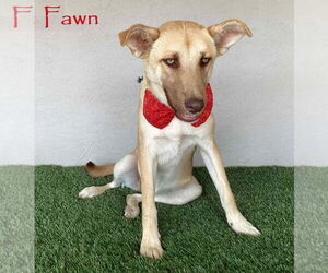 Labrador Retriever-Unknown Mix Dogs for adoption in San Diego, CA, USA