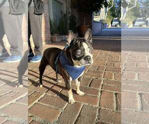 Boston Terrier Dogs for adoption in Huntington Beach, CA, USA