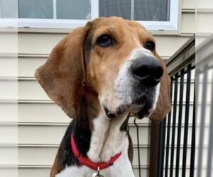 Treeing Walker Coonhound Dogs for adoption in Potomac, MD, USA