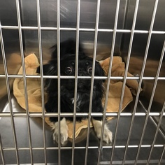 Pekingese Dogs for adoption in Benton, LA, USA