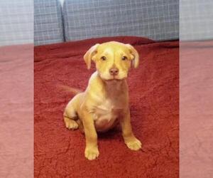 Labrador Retriever Dogs for adoption in Glenwood, GA, USA