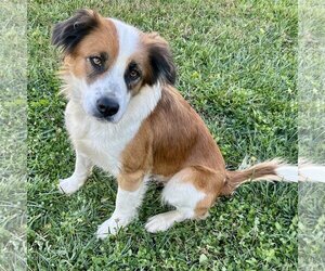 Border-Aussie Dogs for adoption in Batavia, OH, USA