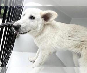 Pyrenees Husky Dogs for adoption in Houston, TX, USA