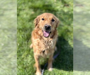 Golden Retriever-Unknown Mix Dogs for adoption in Bellingham, WA, USA