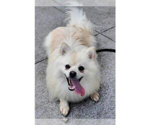 Pomeranian Dogs for adoption in San Francisco, CA, USA