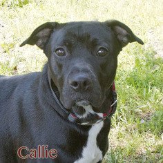 Border Collie Dogs for adoption in Mason, MI, USA