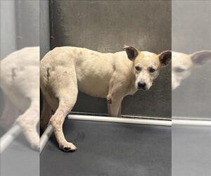 German Shepherd Dog-Unknown Mix Dogs for adoption in Conroe, TX, USA