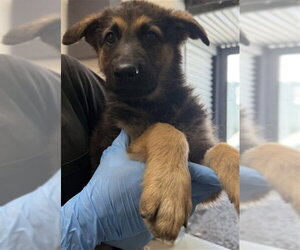 German Shepherd Dog Dogs for adoption in San Bernardino, CA, USA