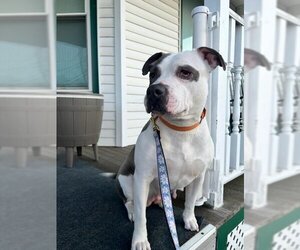 American Pit Bull Terrier-Unknown Mix Dogs for adoption in Rochester, NY, USA