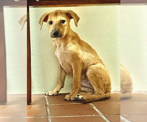 Medium Photo #2 Jack Chi Puppy For Sale in Jefferson, NJ, USA