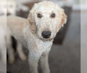 Goldendoodle Dogs for adoption in Bonita Springs, FL, USA