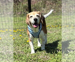Beagle Dogs for adoption in Virginia Beach, VA, USA