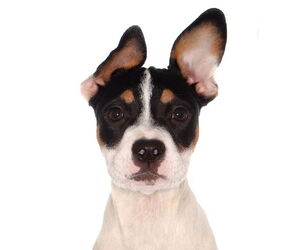 Labrador Retriever-Unknown Mix Dogs for adoption in Oakland Park, FL, USA