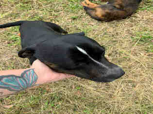 Labrador Retriever-Staffordshire Bull Terrier Mix Dogs for adoption in Texas City, TX, USA