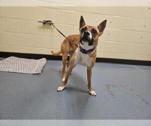 Boxer-Unknown Mix Dogs for adoption in Denver, CO, USA
