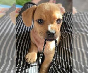 French Bull Weiner Dogs for adoption in Los Angeles, CA, USA