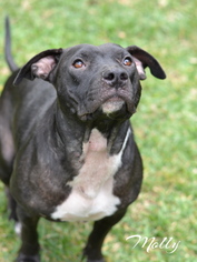 American Pit Bull Terrier Dogs for adoption in Montgomery, TX, USA