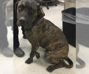 Mastiff-Unknown Mix Dogs for adoption in Riverside, CA, USA