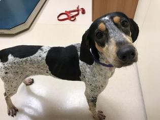 English Coonhound Dogs for adoption in Parma, OH, USA