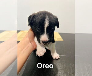 Mutt Dogs for adoption in Amarillo, TX, USA