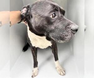 Mutt Dogs for adoption in Houston, TX, USA