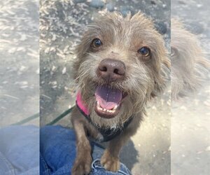 Mutt Dogs for adoption in San Francisco, CA, USA