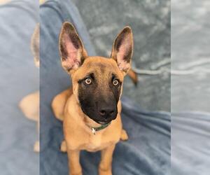 Mutt Dogs for adoption in Fort Wayne, IN, USA