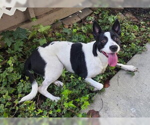 Border Collie-Unknown Mix Dogs for adoption in Fremont, CA, USA