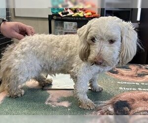 Poodle (Standard)-Unknown Mix Dogs for adoption in Fremont, CA, USA