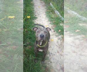 American Staffordshire Terrier-Unknown Mix Dogs for adoption in Calhoun, GA, USA