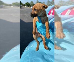 Mutt Dogs for adoption in San Antonio, TX, USA