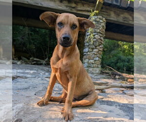 Mutt Dogs for adoption in Vail, AZ, USA