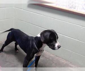 Bocker Dogs for adoption in Tulsa, OK, USA