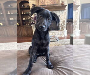 Labrador Retriever-Unknown Mix Dogs for adoption in Fort Worth, TX, USA