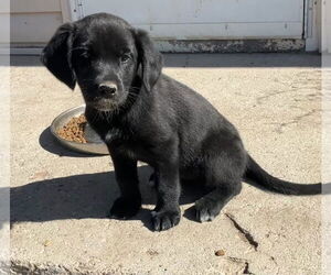 Border Collie-Golden Retriever Mix Dogs for adoption in Sandy, UT, USA