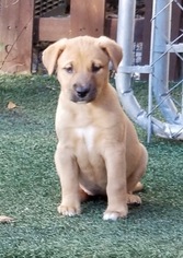 Medium Photo #1 Labrador Retriever-Unknown Mix Puppy For Sale in Holly Springs, NC, USA