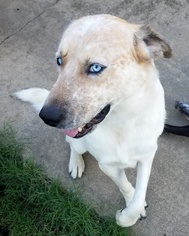 Sheprador Dogs for adoption in Denton, TX, USA