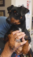 Doxie-Pin Dogs for adoption in Amarillo, TX, USA