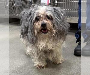 Shih Tzu Dogs for adoption in Forestville, MD, USA