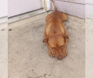 American Staffordshire Terrier Dogs for adoption in San Antonio, TX, USA