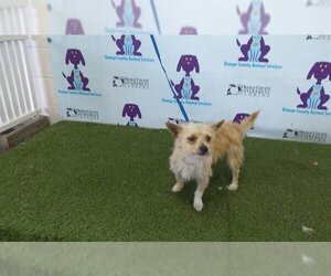 Toxirn Dogs for adoption in Orlando, FL, USA