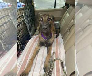 Medium Photo #1 Mutt Puppy For Sale in Imlay City, MI, USA