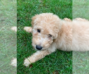Goldendoodle Dogs for adoption in Wyoming, MI, USA